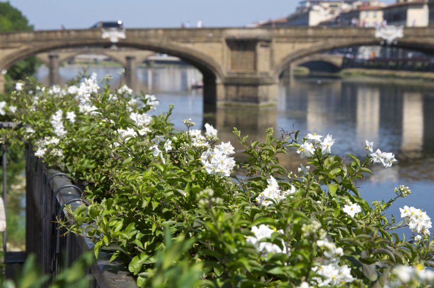 мост через реку Арно, Флоренция - Sofia Rakitskaia