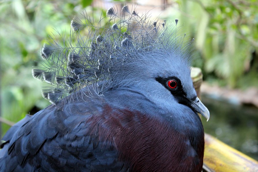 Чудная птица с Канарских островов - Вероника Касаткина