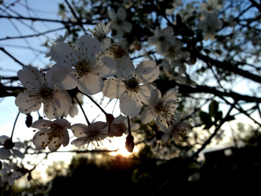 В Японии тоже вишни цветут) - Мария Лапшина