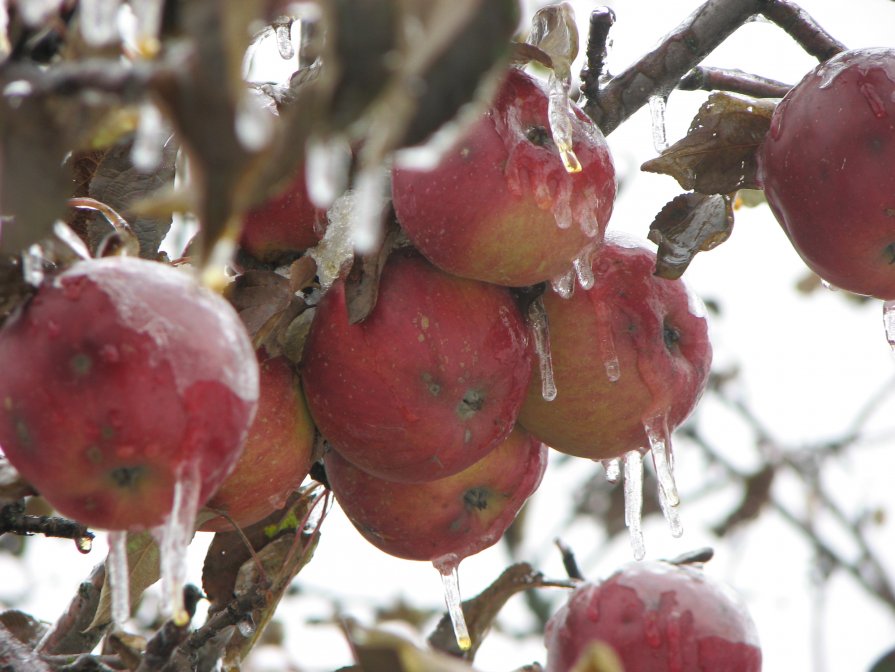 зимние яблоки - ирина слобина