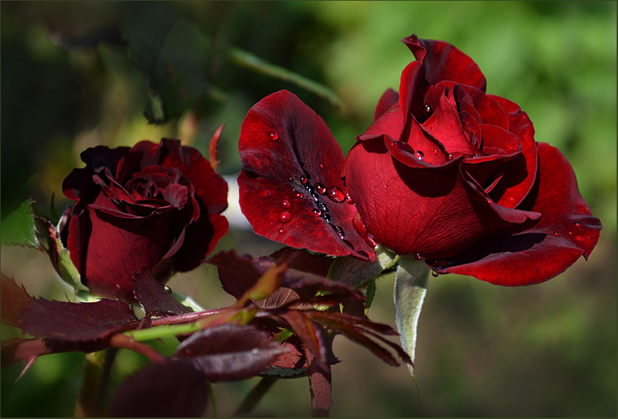 Бордовой розы волшебство... - Luis-Ogonek *