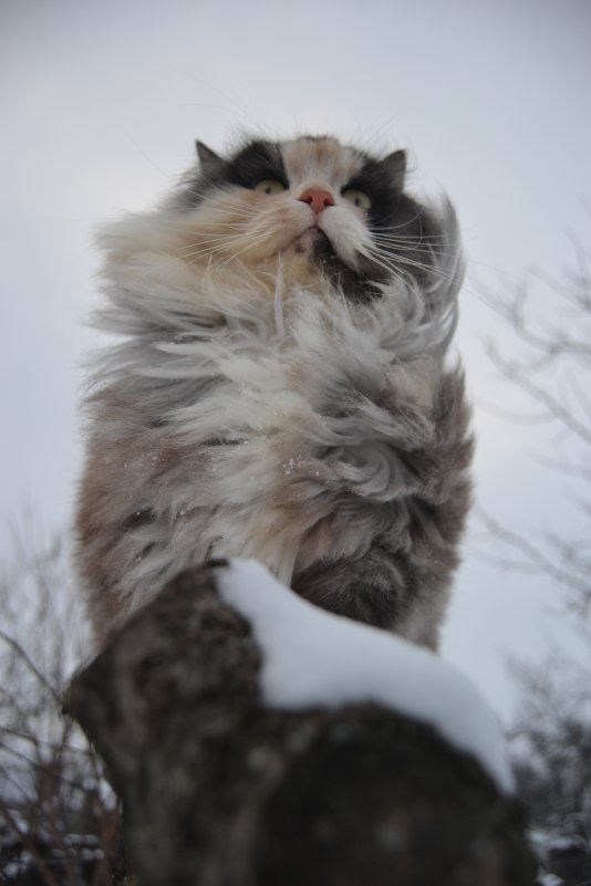 Королева львица - Alina Bondar