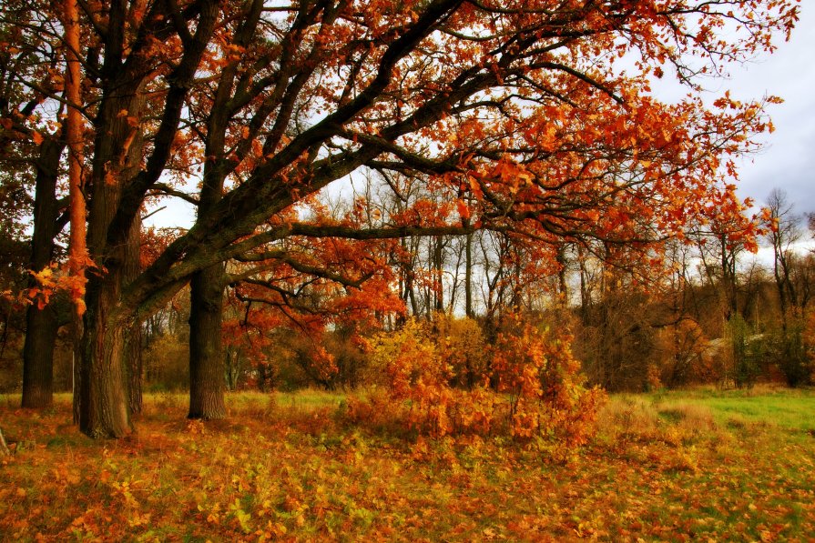 Осень в графском парке - Евгений Жиляев