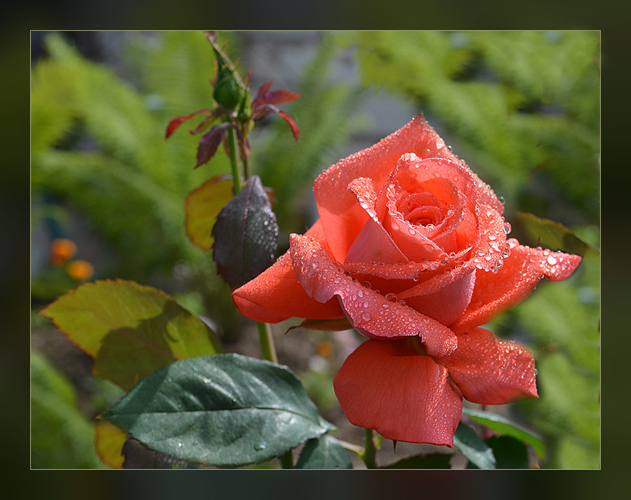 Одиночество забытой розы… - Luis-Ogonek *