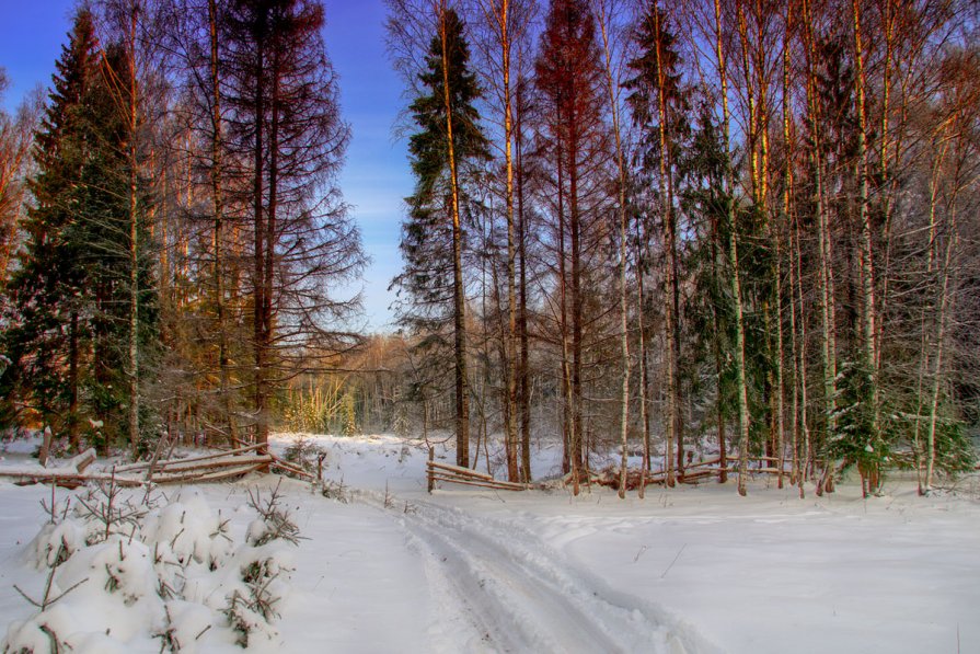 я из лесу вышел...© - Павел Преснов