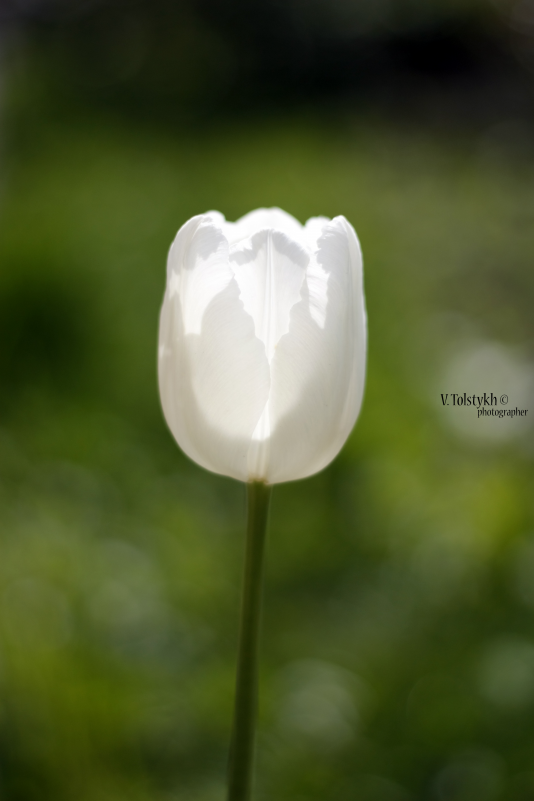 white tulip - Василий Толстых