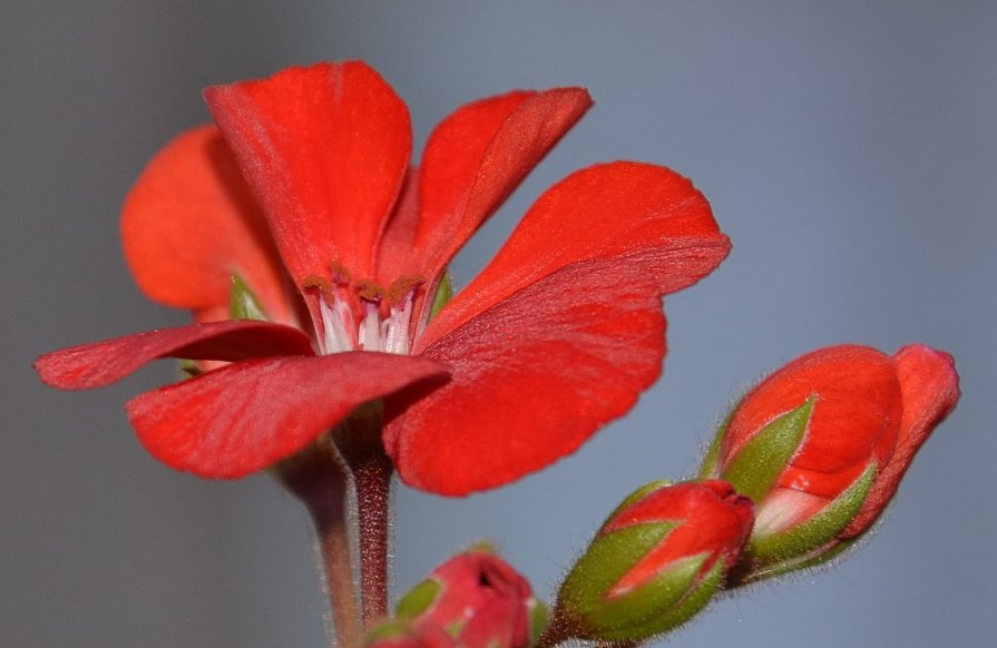 flower - Андрей Лободин