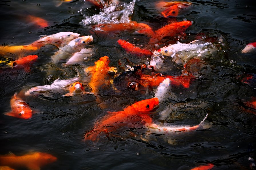 золотые рыбки - Оуян Фанфэй