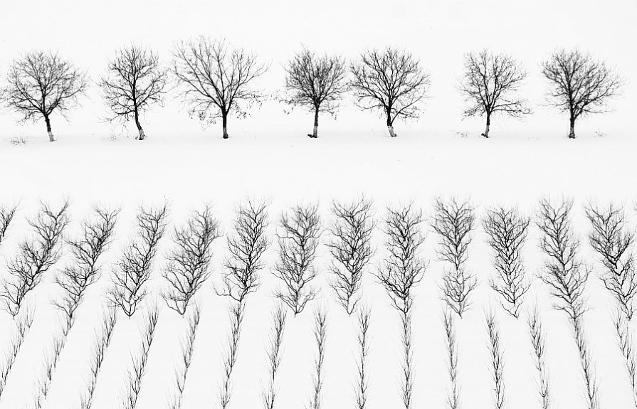 Про жизнь деревьев - Anatolie Poiata