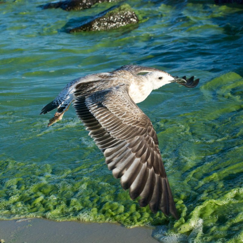 "зеленое"-черное море + чайка-фотомодель - Steve McNight