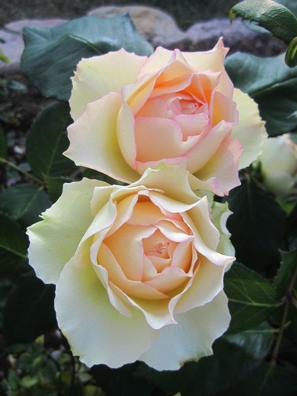 роза Jalitah - lenrouz 