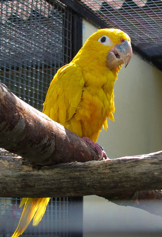 Жёлтый попугай - Nikolay Monahov