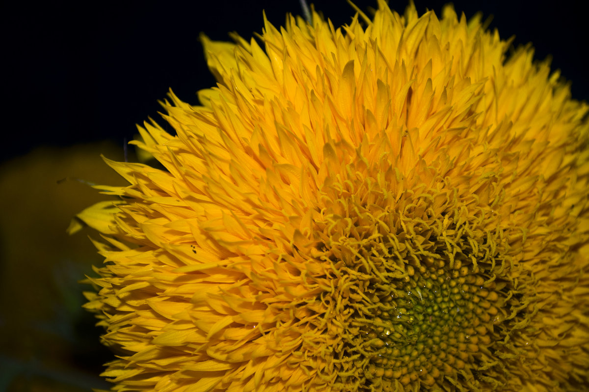 Солннечный цветок - Валерия Смирных