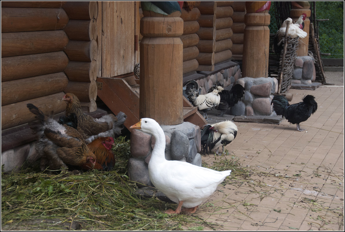 Птичий двор *** Тhe poultry yard - Александр Борисов
