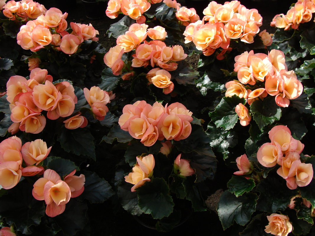 Ballarats Begonias