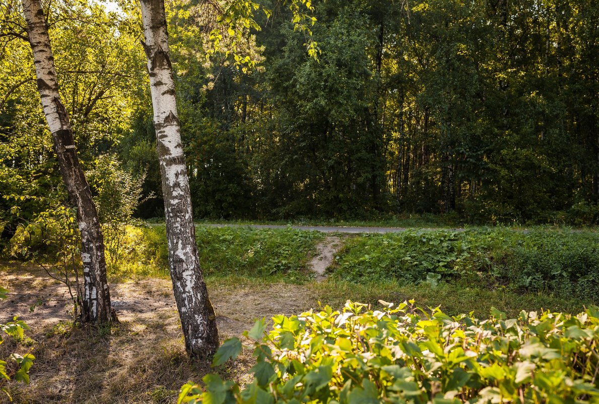 Летний вечер в лесу - Константин Фролов