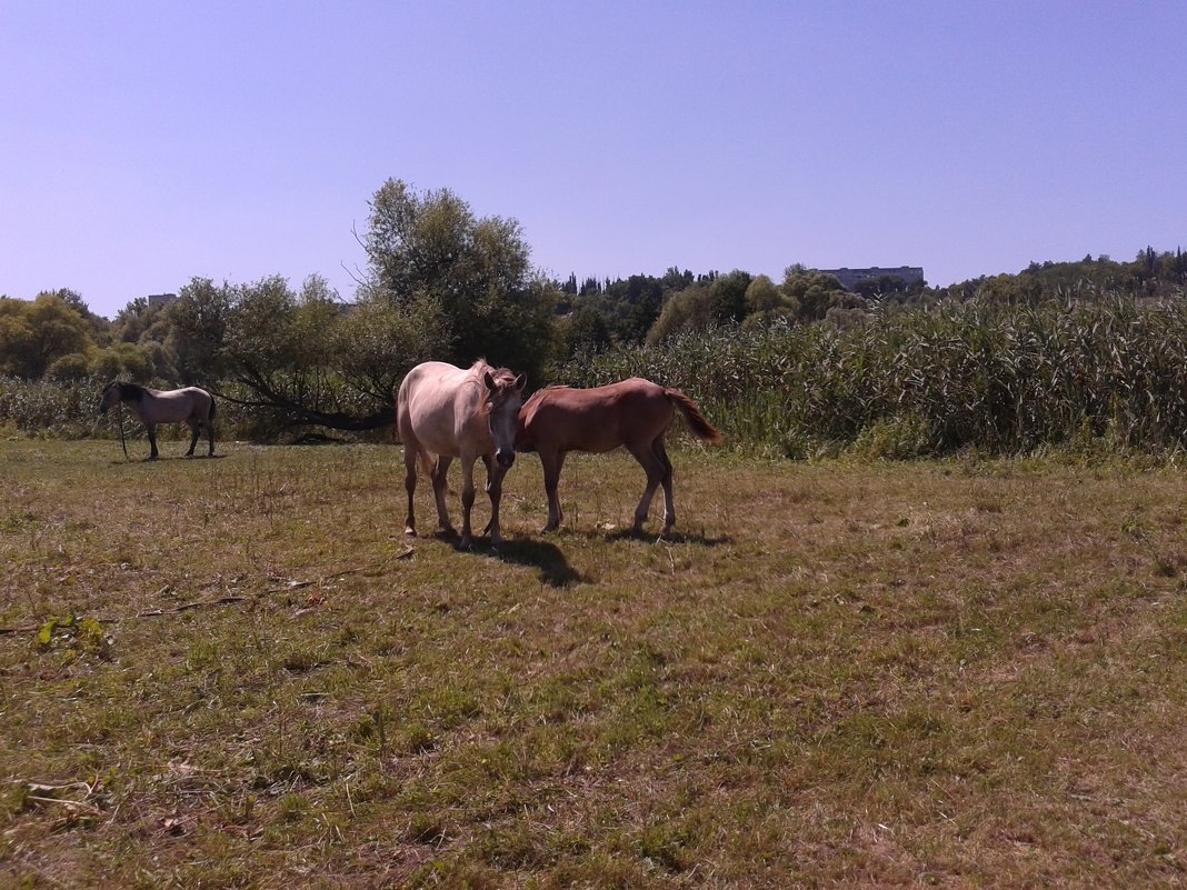 лошадь и ее жеребенок - Юлия Закопайло