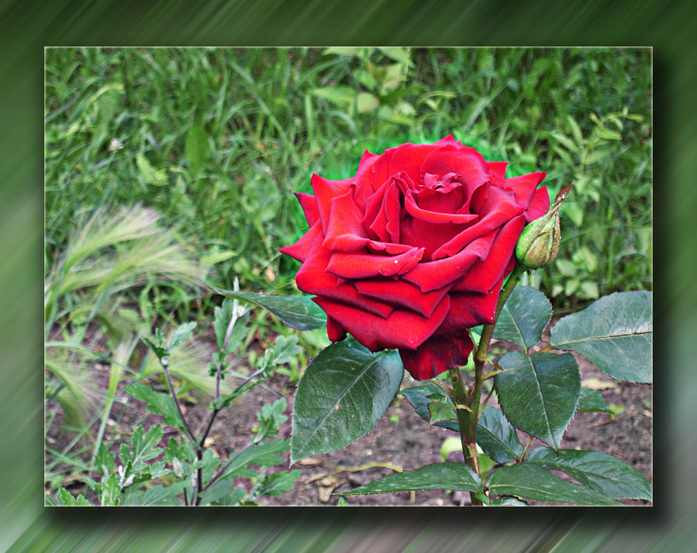Роза в саду - Людмила Ардабьева