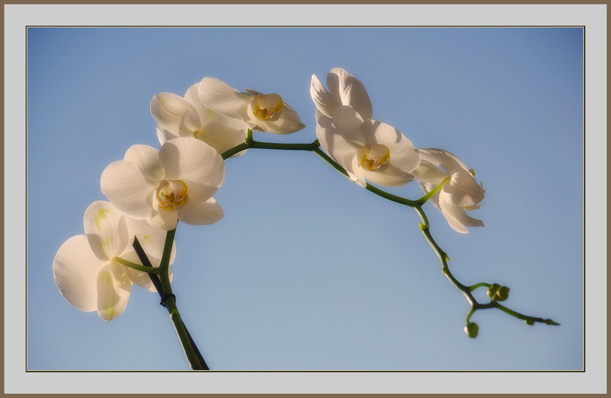 Орхидеи, море сказочных цветов - Luis-Ogonek *