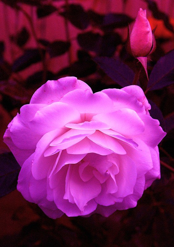 Neon Rose - muh5257 