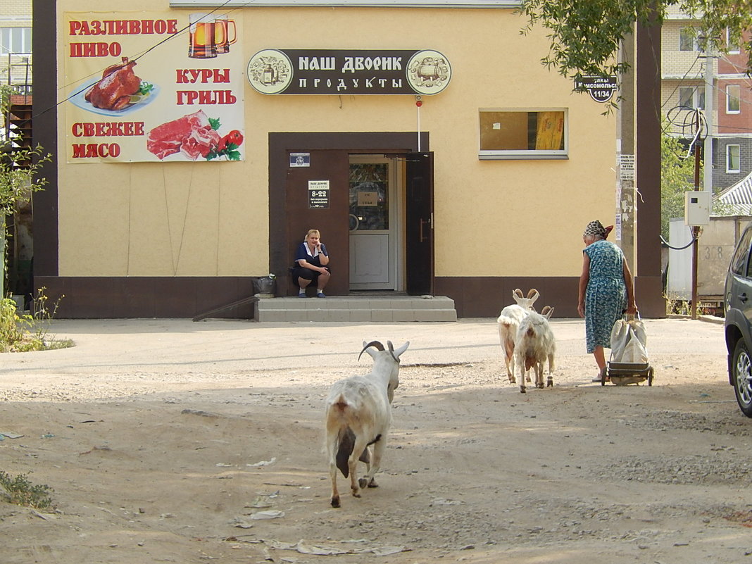 Козы в городе. - Анастасия Бережинская