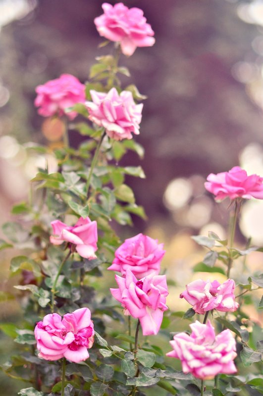 Чудесные розы с пьянящим ароматом - Ксения Базарова