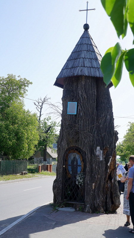 Ствол дерева, которое посадил в 1595 году Иов Почаевский. - Elena Izotova