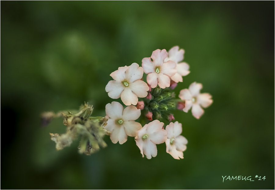 цветы - yameug _