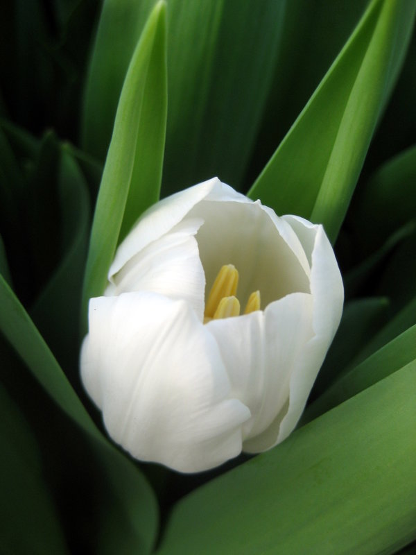 Тюльпан белый - laana laadas