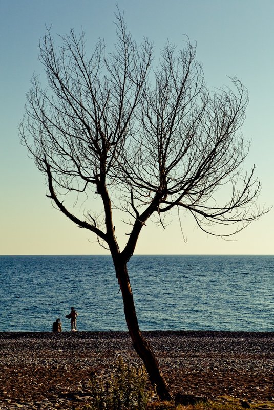 Дерево на пляже - Вениамин Гордус