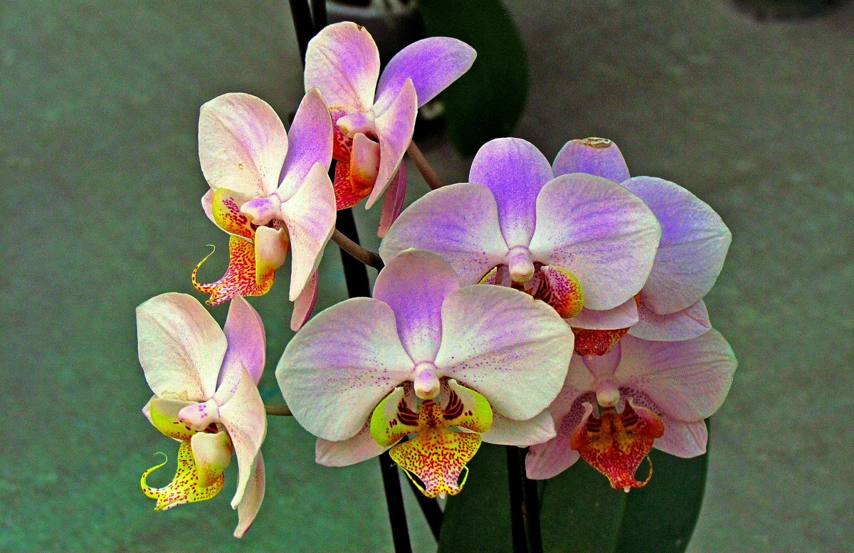орхидея - Александр Корчемный