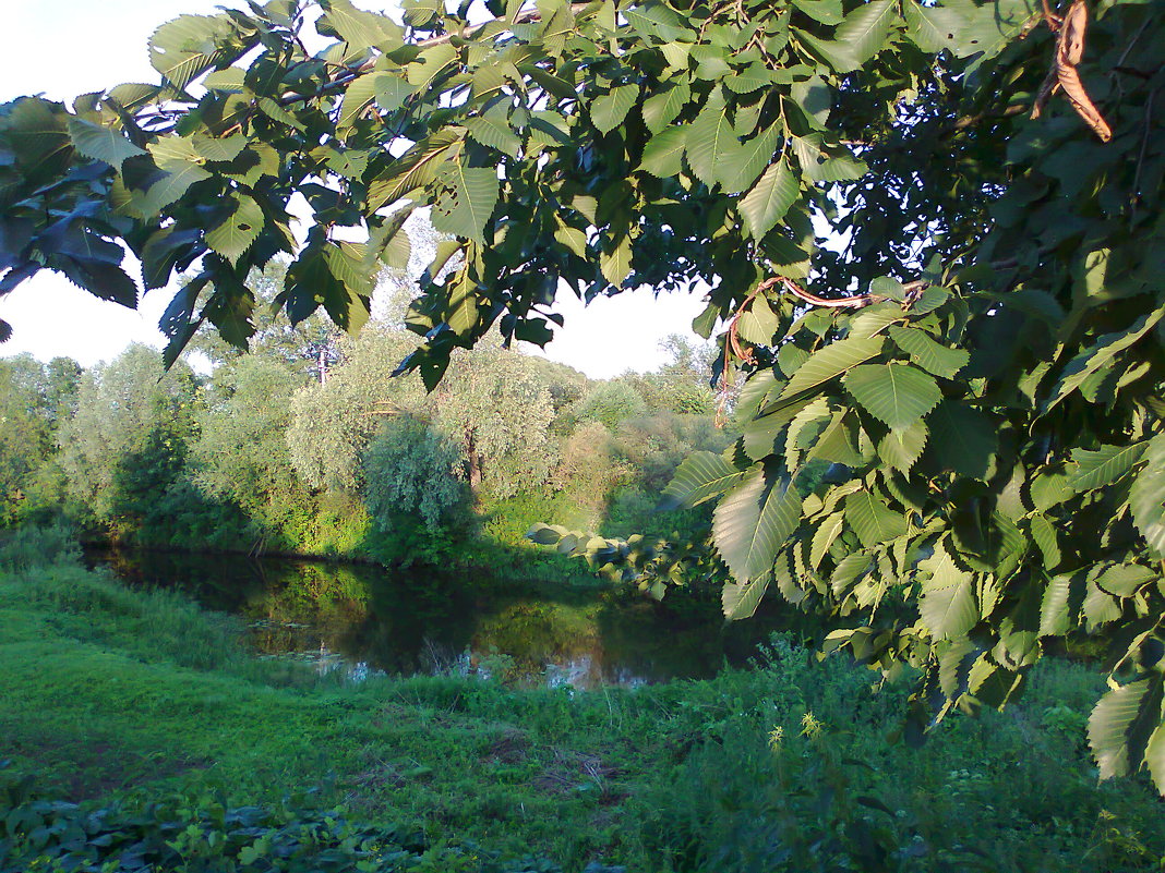 река Ройка (старое название Цна) - Mishka-D2008 ( Мишкина )