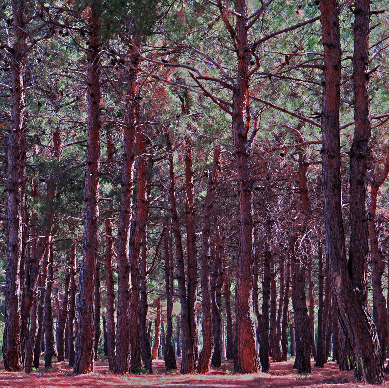 леса - Валерий Дворников