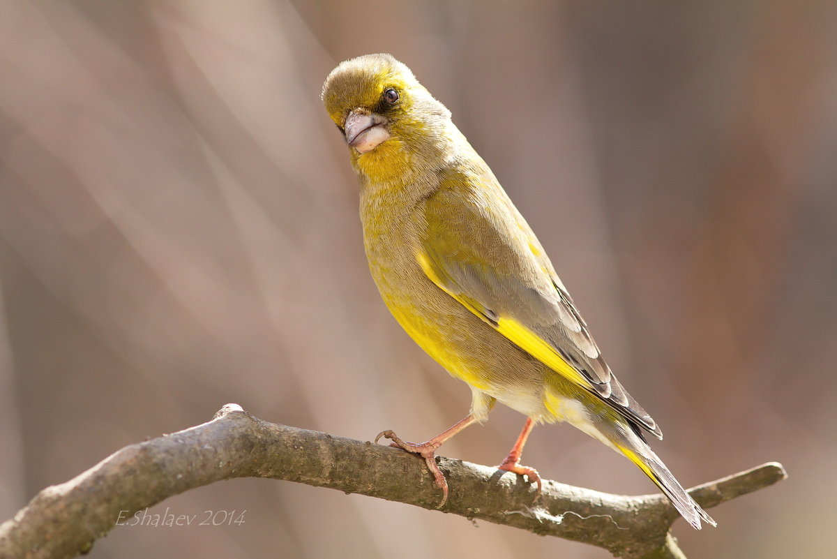 Зеленушка обыкновенная - Carduelis chloris - Евгений 