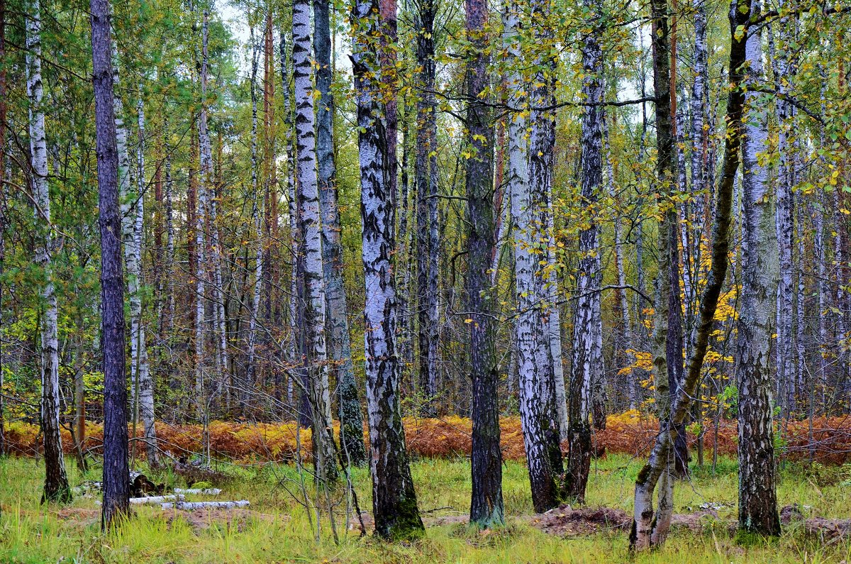 Осеняет - Елена Солнечная