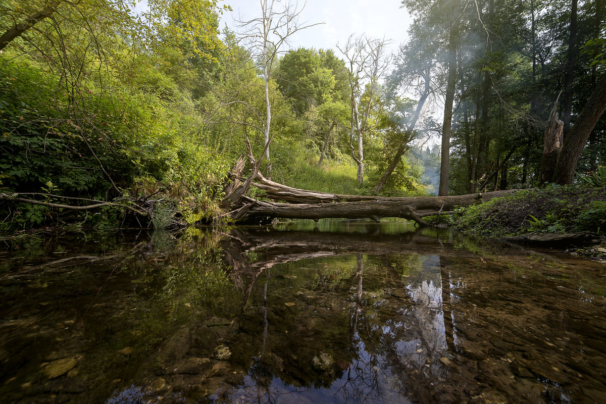 Лесной ручей и сломанное дерево - Евгений Андреев