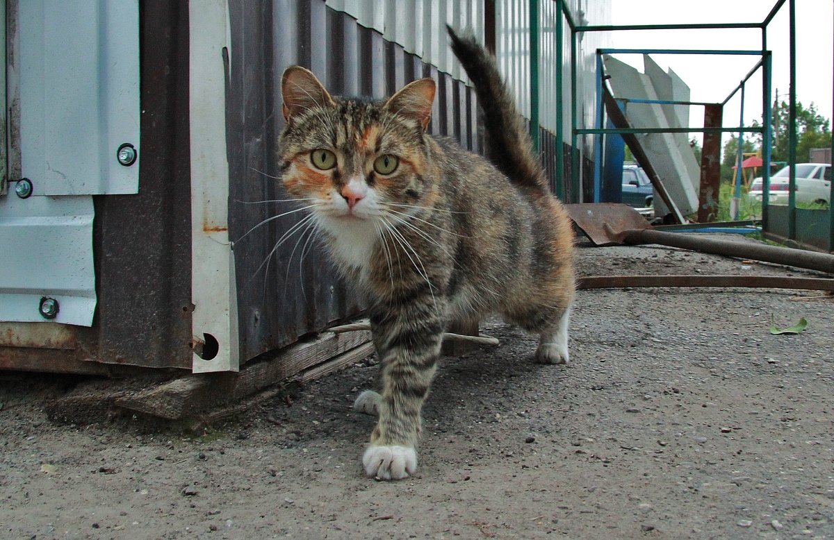 котейка - Вадим Виловатый