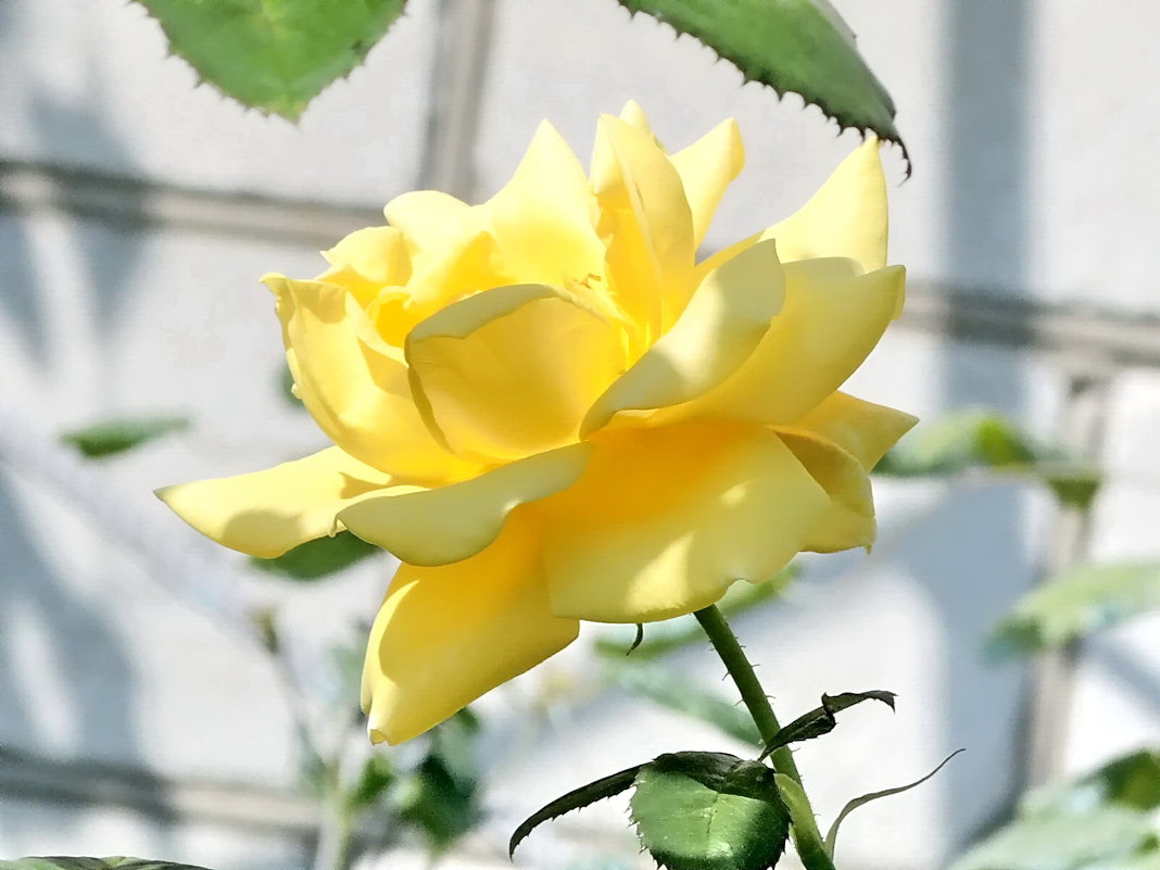 Солнечные розы