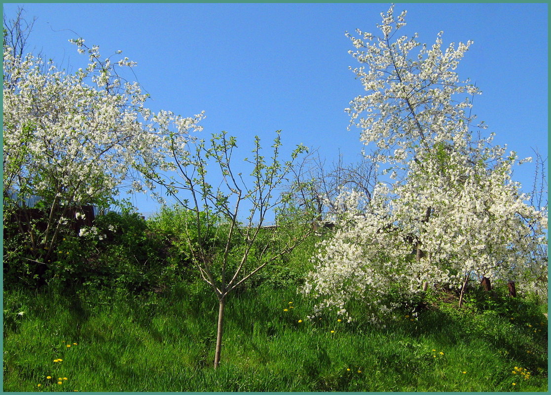 Цветут на горке вишенки. - Валентина ツ ღ✿ღ