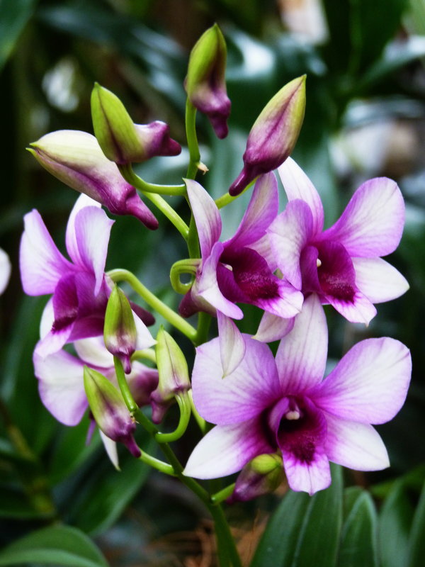 В  дивном  парке  цветут  орхидеи.... - Galina Leskova