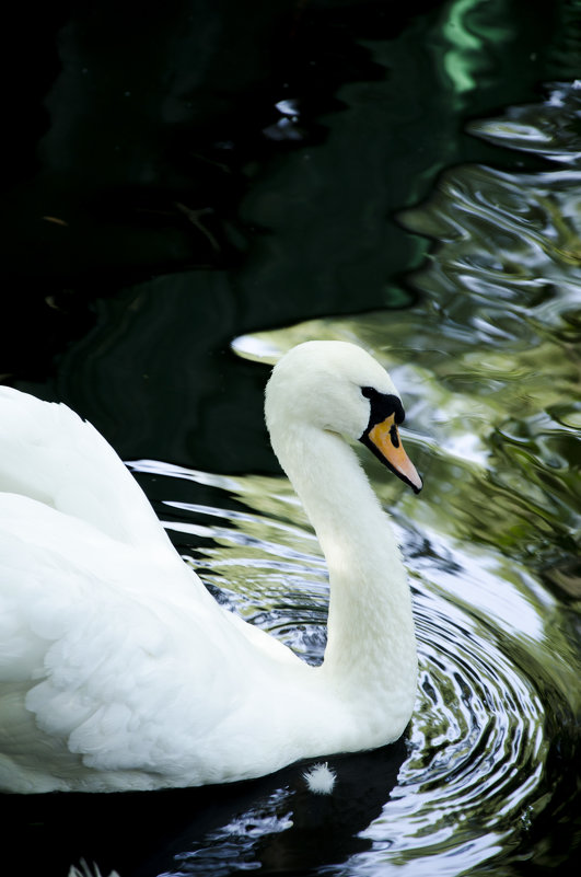 a beautiful Swan - Ольга Андриенко