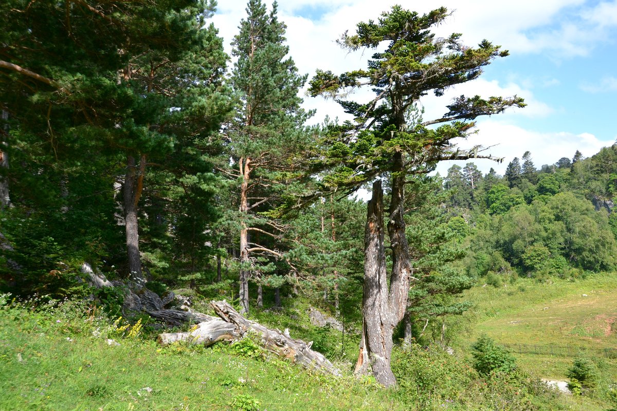 Пейзаж - zhanna-zakutnaya З.