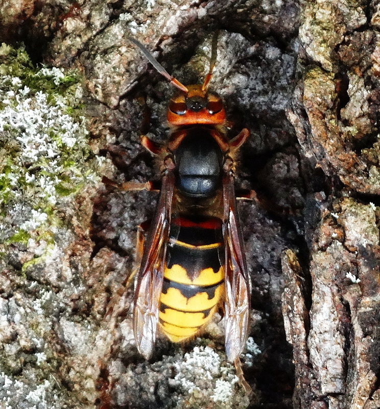 Ос (Vespa crabro).Иначе - шершень - Владимир Гилясев