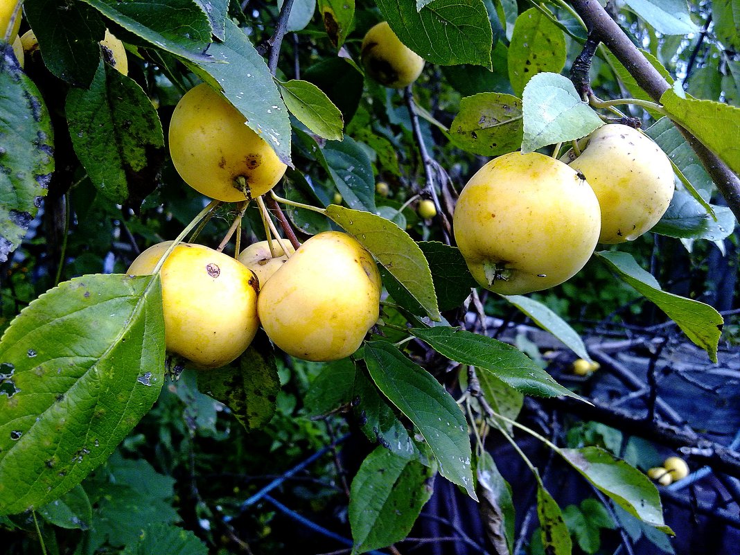 Яблочный сезон - Любовь Чунарёва