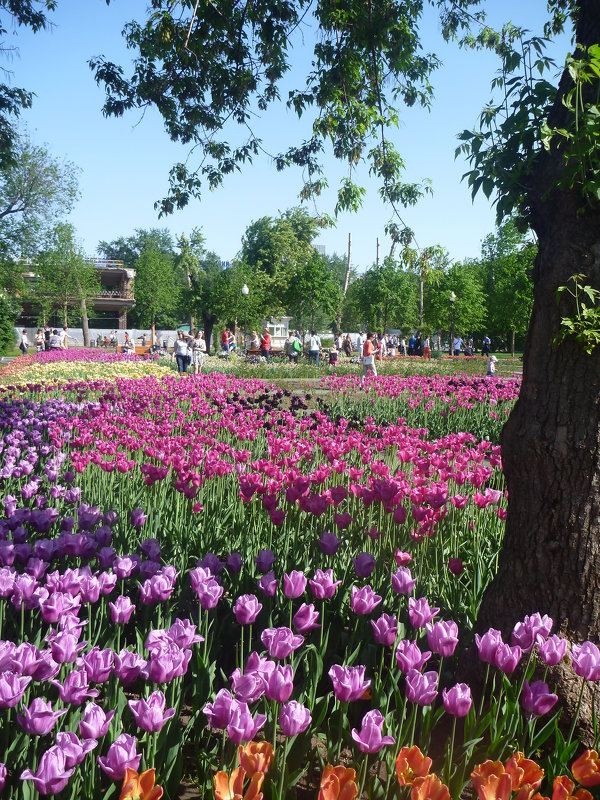 В ПАРКЕ - Лариса Корженевская