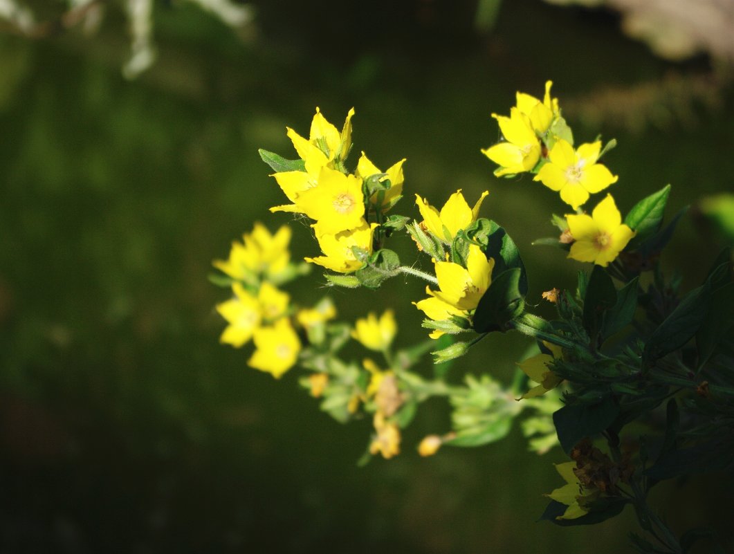 Желтые цветы - Любовь Синица