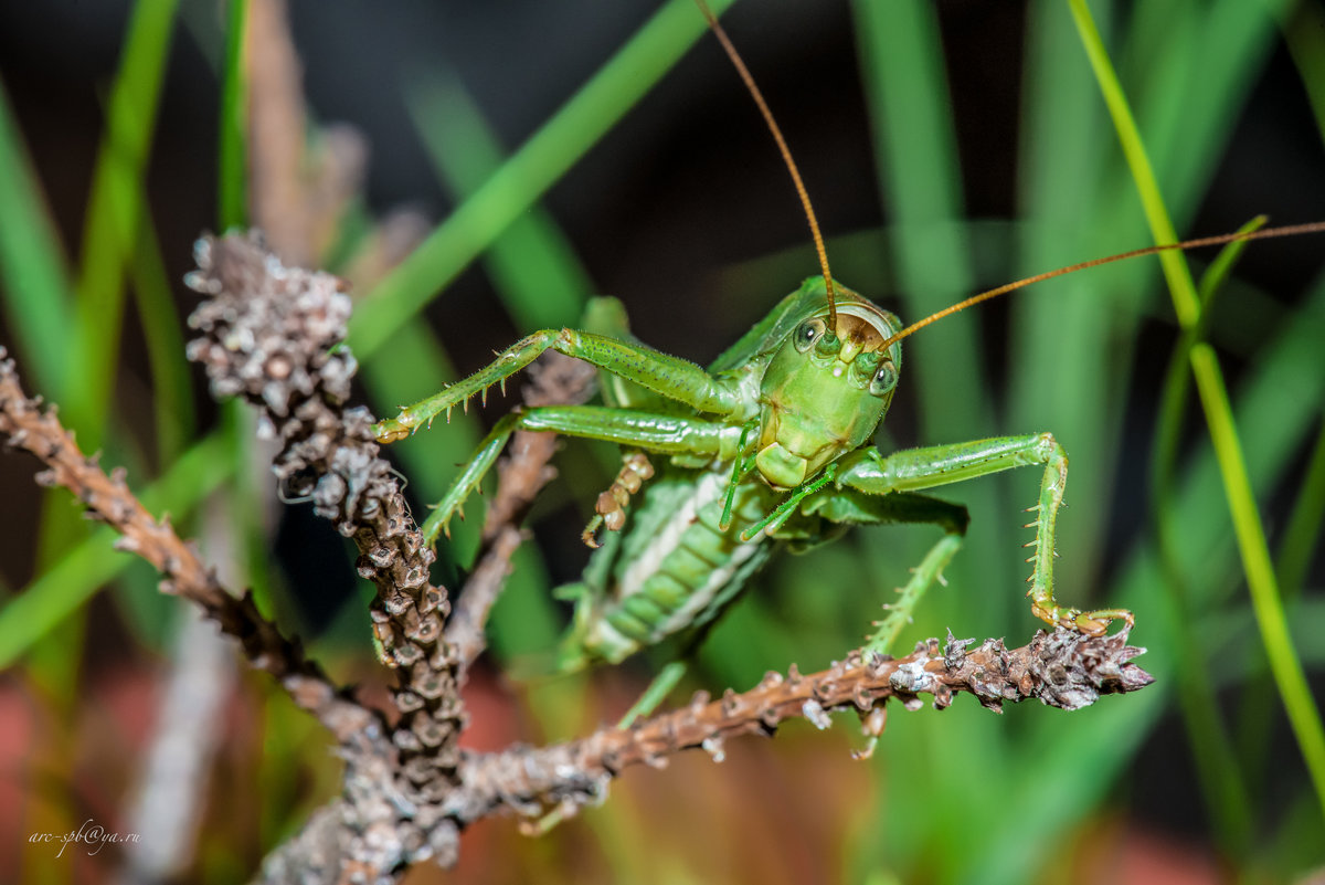 grasshopper - Аркадий Алямовский