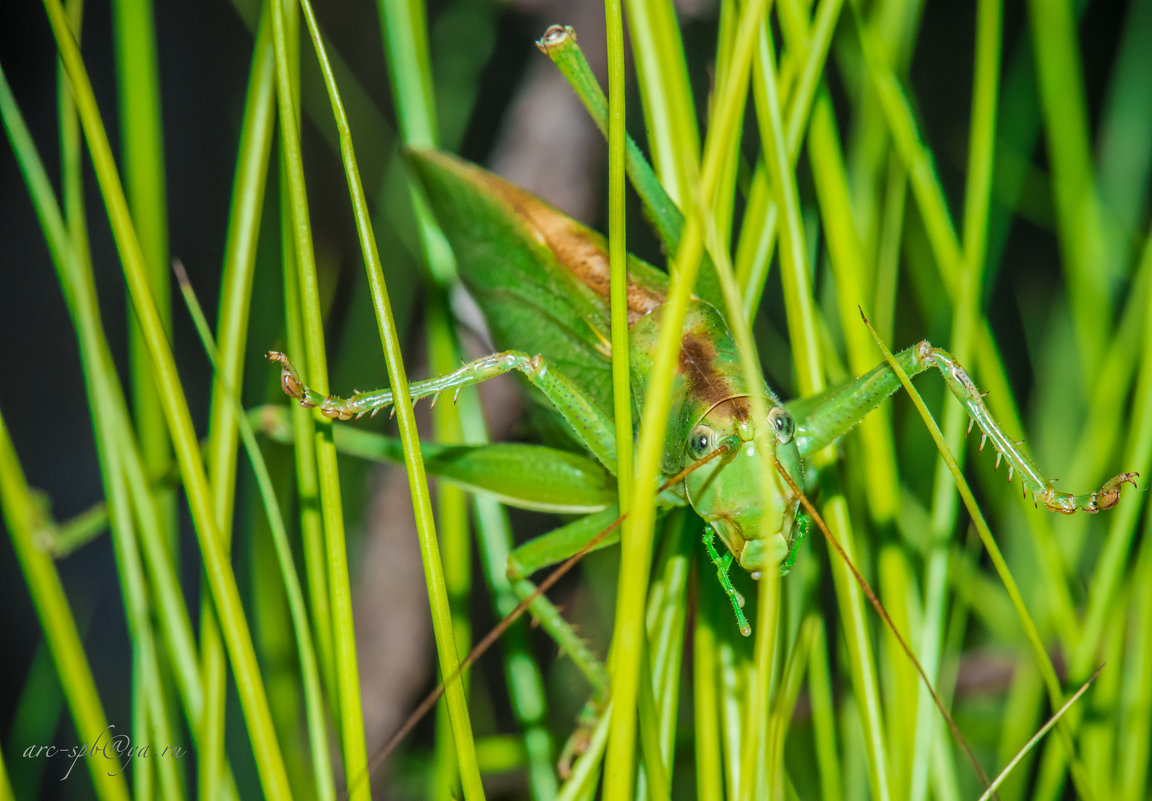 grasshopper. - Аркадий Алямовский