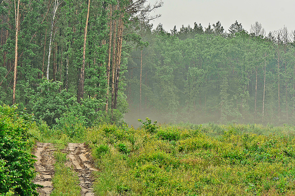 Туман в лесу - Татьяна 