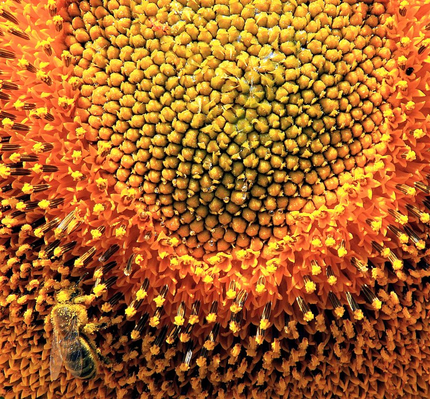 Пчелиное эльдорадо - Тамара 